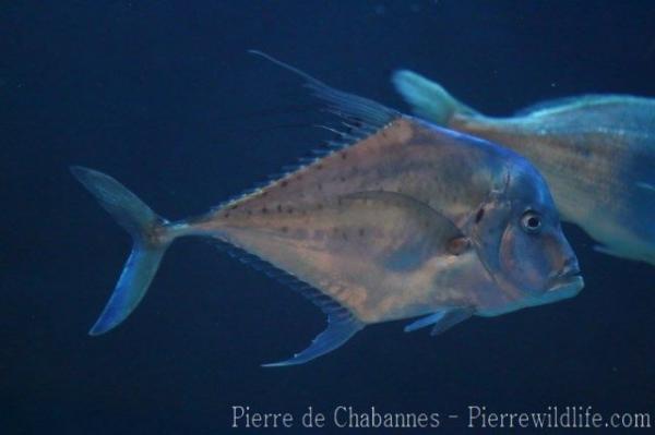 African pompano