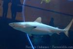 Dusky shark