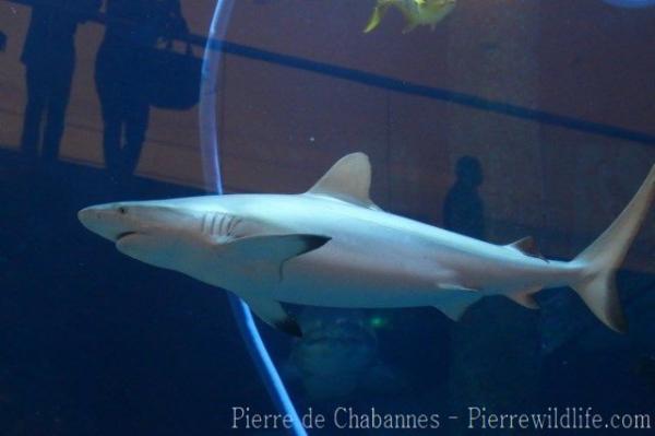 Dusky shark