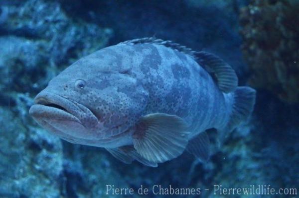 Orange-spotted grouper