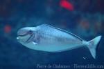 Bulbnose unicornfish