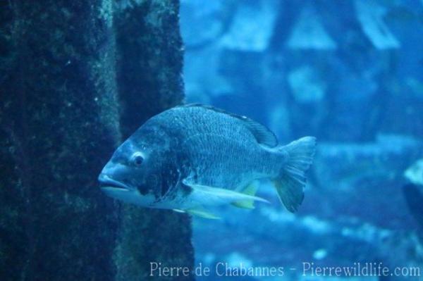 Arabian yellowfin seabream