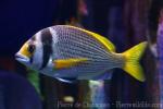 Twoband seabream