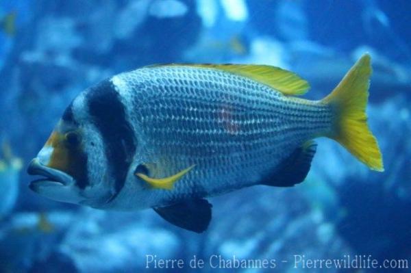 Bridled seabream