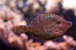 Bristletail filefish