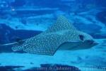 Ocellated eagle ray