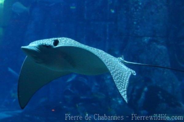 Ocellated eagle ray