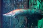 Arapaima