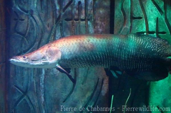 Arapaima