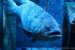 Giant grouper