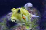 Longhorn cowfish