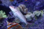 Pearly goatfish