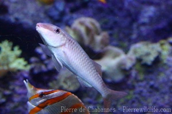 Pearly goatfish