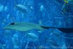 Cowtail stingray