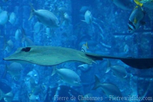 Cowtail stingray