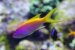 Yellowback anthias