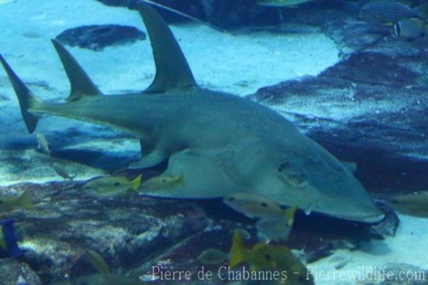 Giant guitarfish