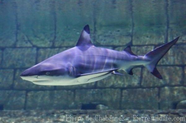 Blacktip reef shark