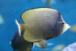 Blackspotted butterflyfish