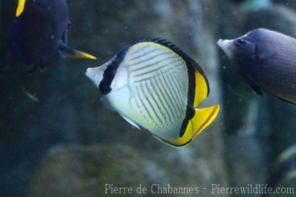 Horseshoe butterflyfish