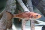 Large-toothed cardinalfish