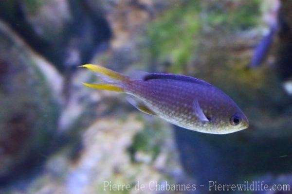 Yellowfin chromis