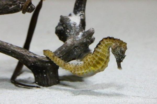 Spotted seahorse