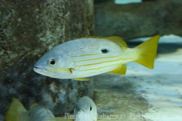 Blackspot snapper