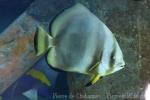 Longfin batfish