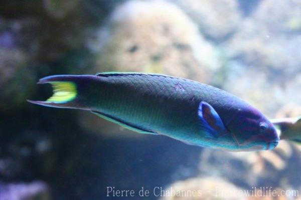 Moon wrasse