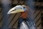 Rufous-necked hornbill