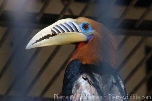 Rufous-necked hornbill