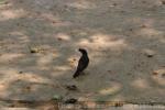 Jungle myna