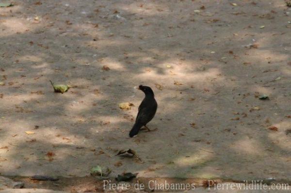 Jungle myna