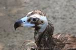 Cinereous vulture