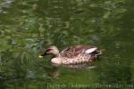 Indian spot-billed duck