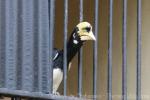 Oriental pied hornbill