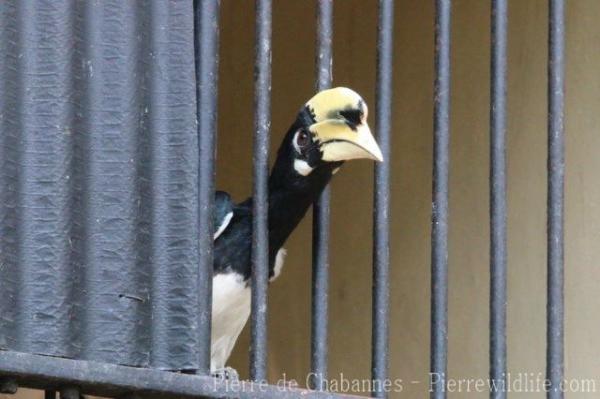 Oriental pied hornbill