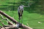 Asian grey heron