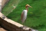 Asian cattle egret