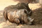 Southern white rhinoceros