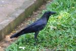 House crow