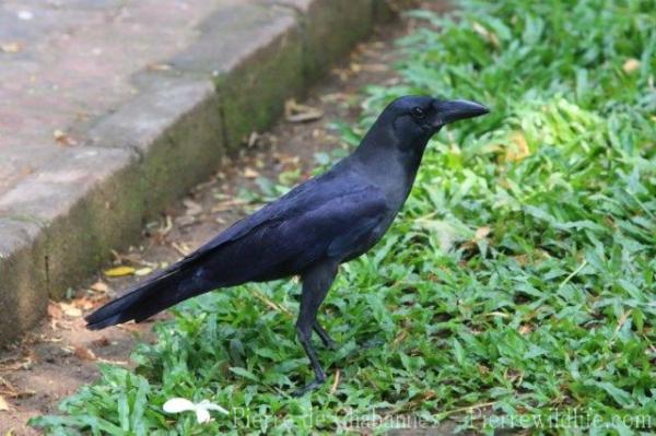 House crow