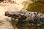 Saltwater crocodile