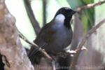 Black-throated laughing-thrush