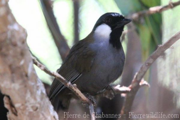 Black-throated laughing-thrush