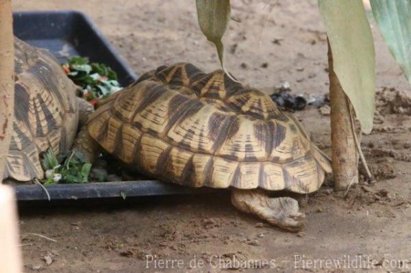 Burmese star tortoise