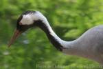 Common crane