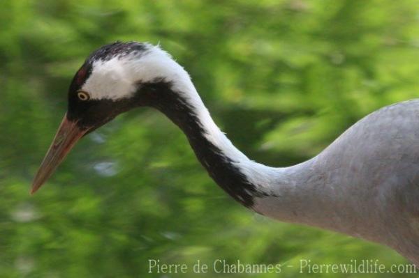 Common crane
