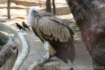 Himalayan griffon